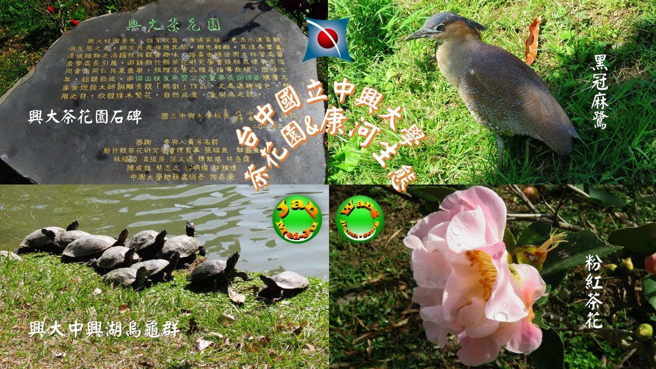 2026.02.07台中國立中興大學茶花園&康河生態
