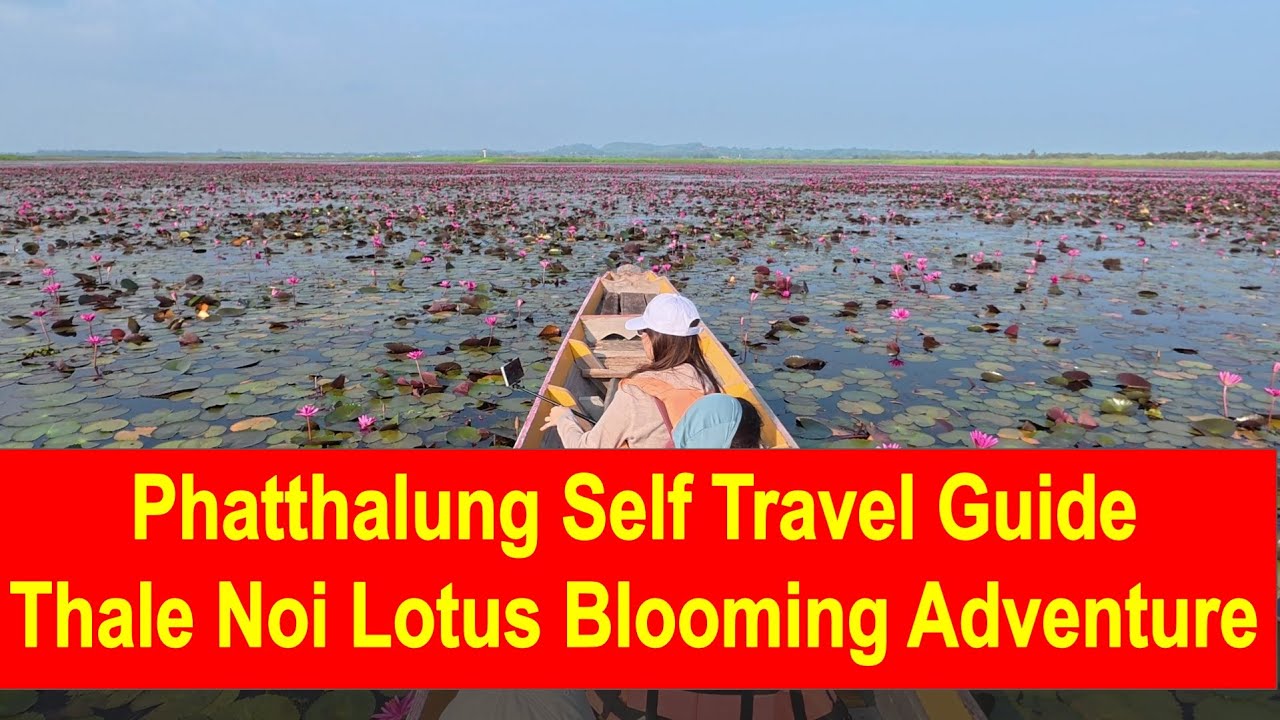Magical Thale Noi Lotus Lake | Wild Water Buffalo & Lotus Bloom Adventure in Southern Thailand!