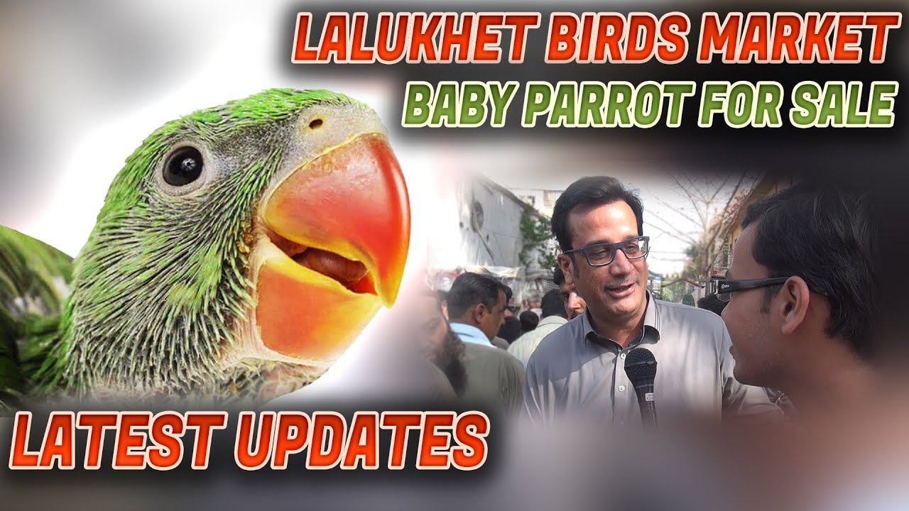 Lalukhet Birds Market Chicks and Parrot  25-2-2018 Jamshed Asmi Informative Channel In Urdu/Hindi