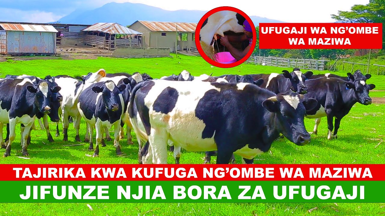 TAJIRIKA KWA KUFUGA NG'OMBE MAZIWA I TENGENEZA MILIONI KWA KUUZA MAZIWA