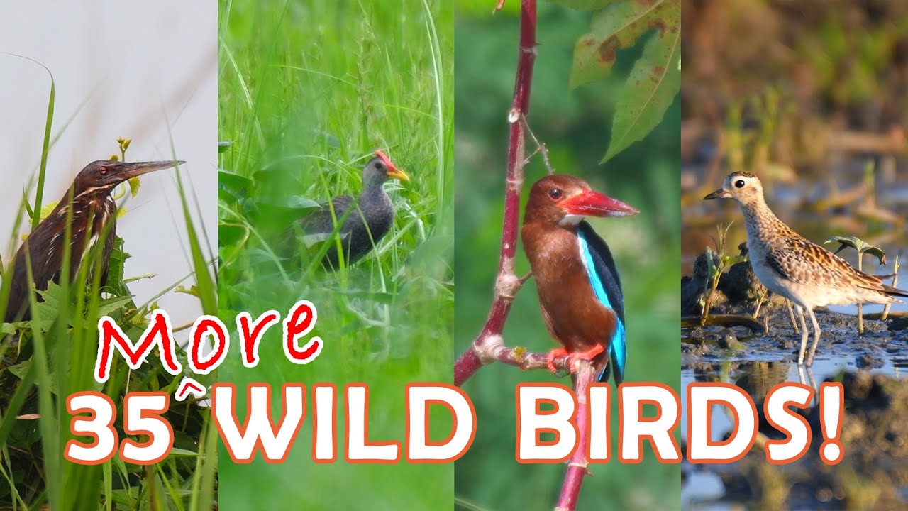 35 MORE Wild Birds You Can Expect to See in a Ricefield Near You | Wild Birds of the Philippines