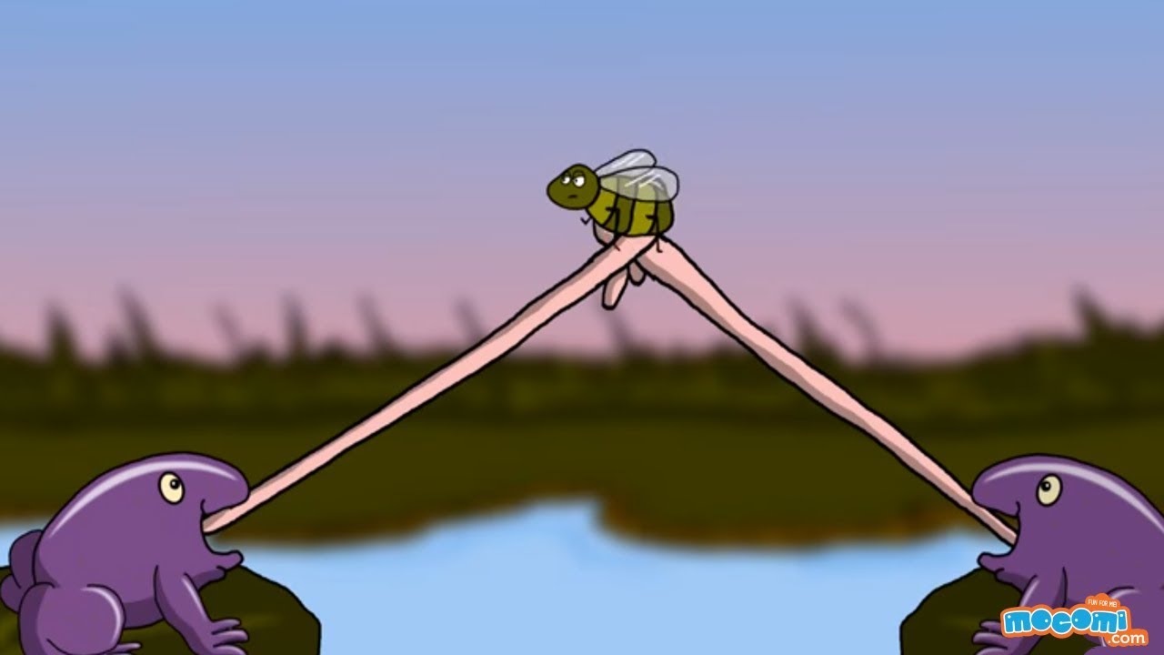 Western Ghats Animals and Birds - Forest Facts for Kids | Educational Videos by Mocomi