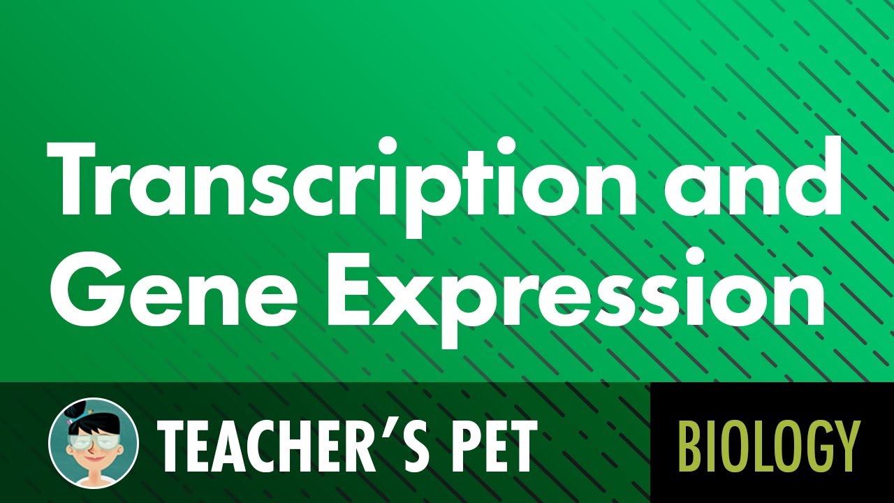Transcription and Gene Expression