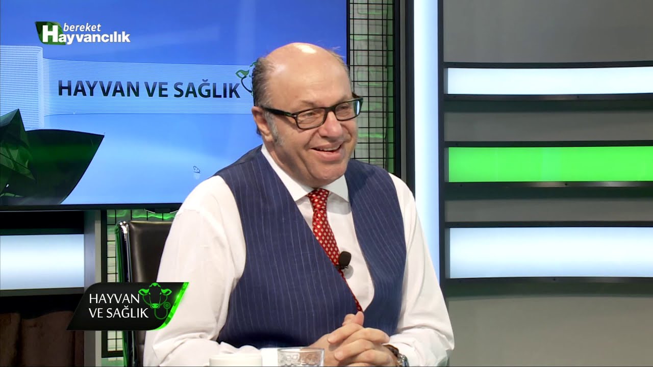 Hayvan Ve Sağlık | Y&uuml;ksek Verimli İneklerin Beslenmesi