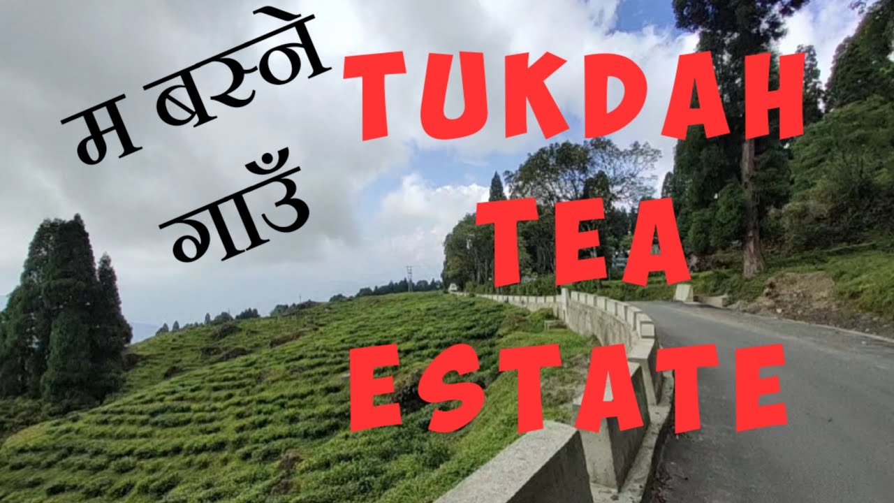 Darjeeling देखि गाउँ सम्म... Tukdah Tea Estate.. Beauty Of Tukdah🔥🔥 @Aronkhalingvlog