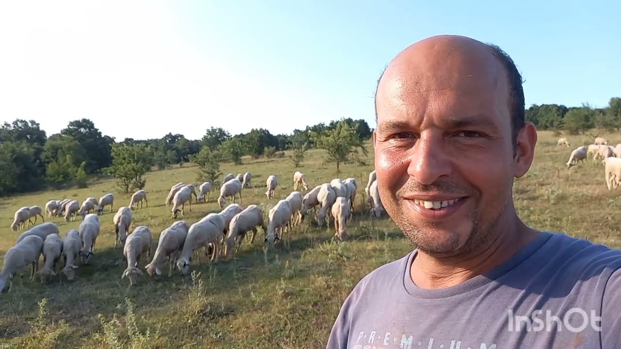 Koyunculuğu Tek Başına Yapmak ve Mutlu Olmak