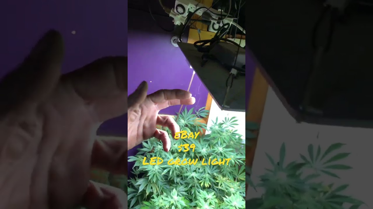 eBay $39 LED Grow Light