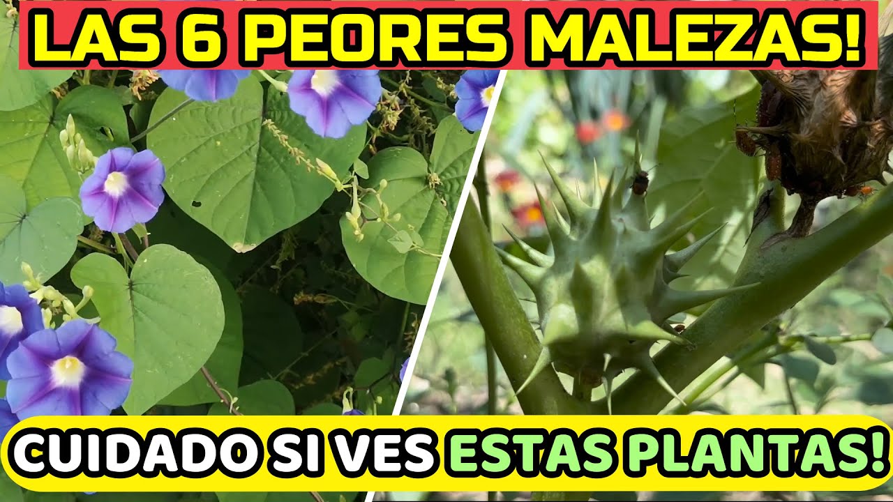 ⚠️ALERTA⚠️ 6 MALAS HIERBAS Que Arruinan Tu Jardín! Plantas Tóxicas e Invasivas!