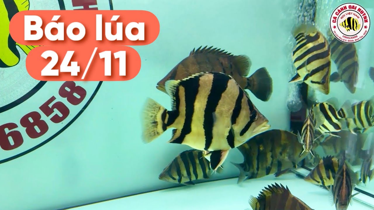 Báo lúa CÁ HỔ các loại ngày 24/11, gồm cá hổ Mekong, Sumatra và hổ Papua cho anh em #cacanhoaihuynh