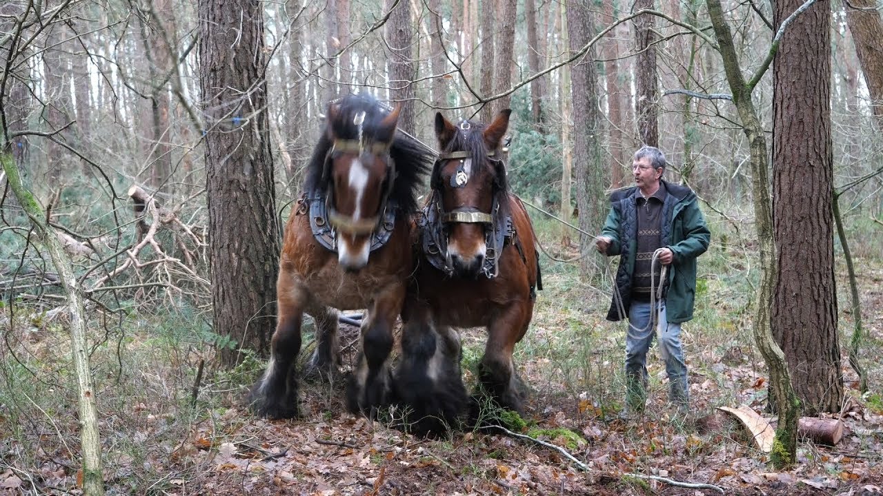 A team of 2 Belgian draft horses pull a long and heavy log