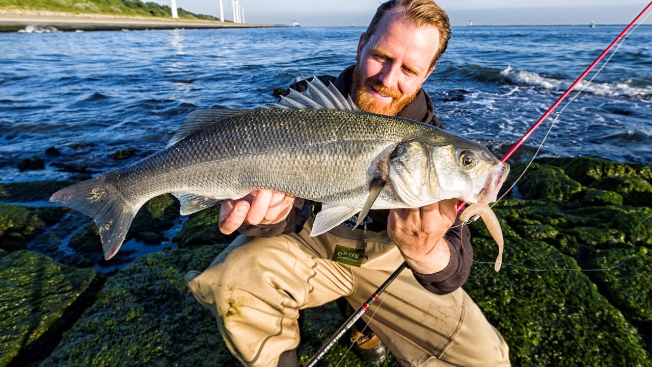 Fishing in Holland - sea bass