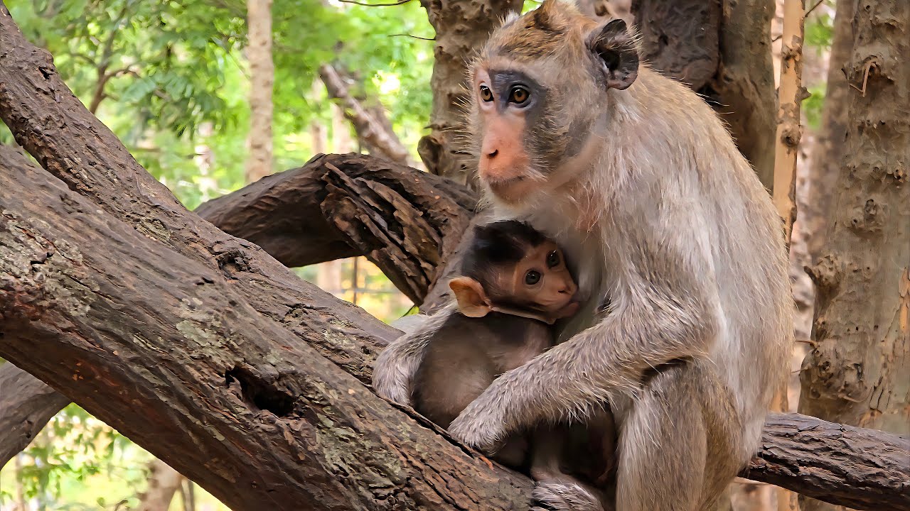 The little monkey is so cute when its mother hugs it and then runs up the tree without worrying ....