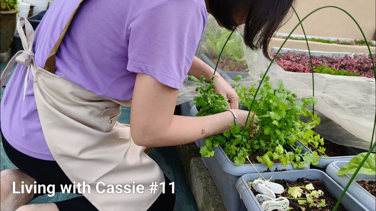 Living with Cassie #11 - Me in garden / Kale /Bicolour Mien Fen Kuey / 菜园 / 羽衣甘蓝 / 双色面粉粿