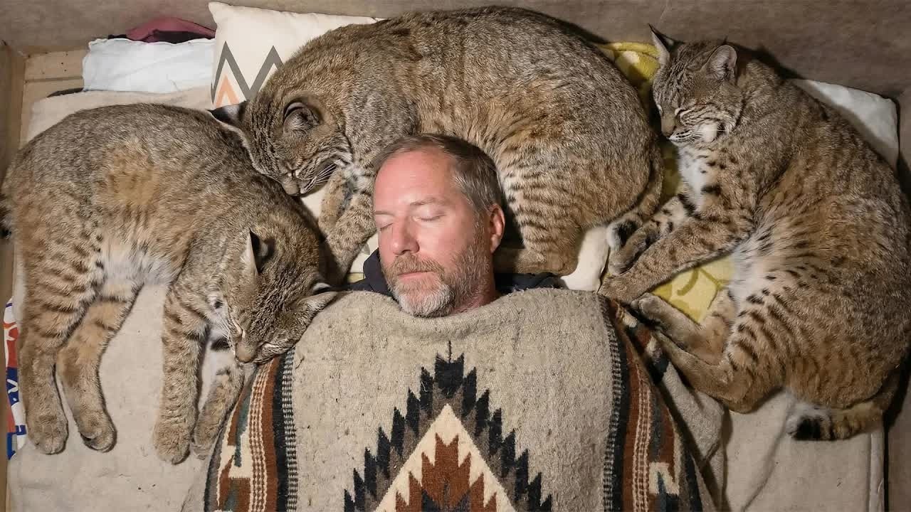 Man Uses A Live Wild Bobcat As Pillow — Then Noticed Something Strange Happened