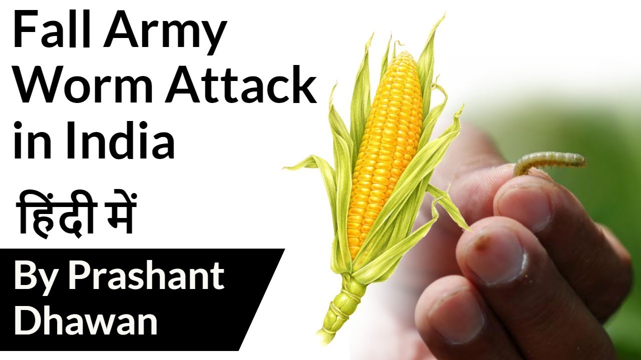 Fall Army Worm Attack in Indiaफसलों पर हमला कर सकता है फॉल आर्मी वर्म Current Affairs 2019