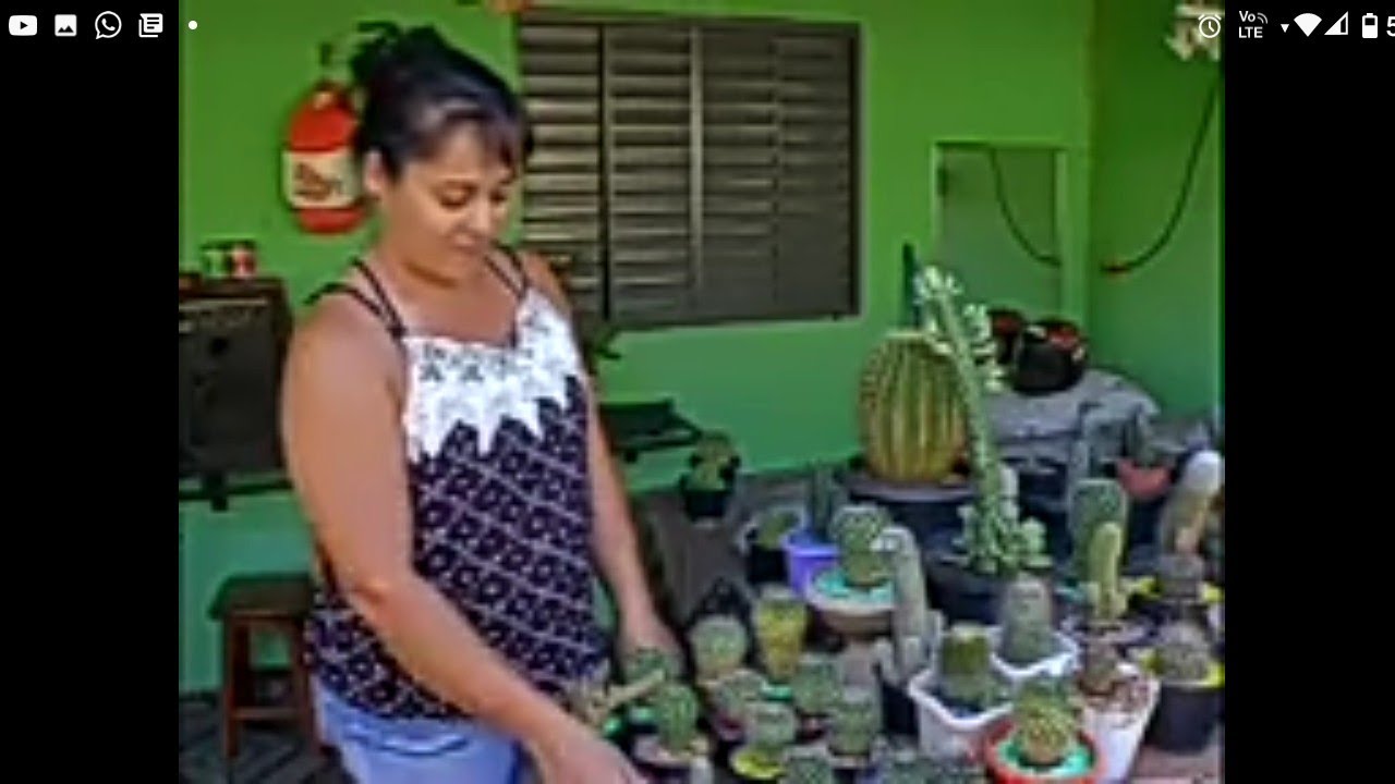 Minha Cole&ccedil;&atilde;o de Cactos: Meus Cacto na Globo!