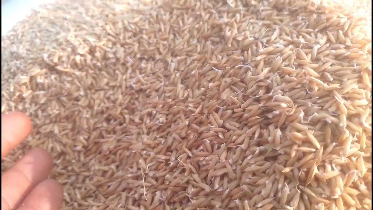 গ্রামের কৃষি জীবনের বাস্তব জীবনের চলাচলে | Sujon Agro   