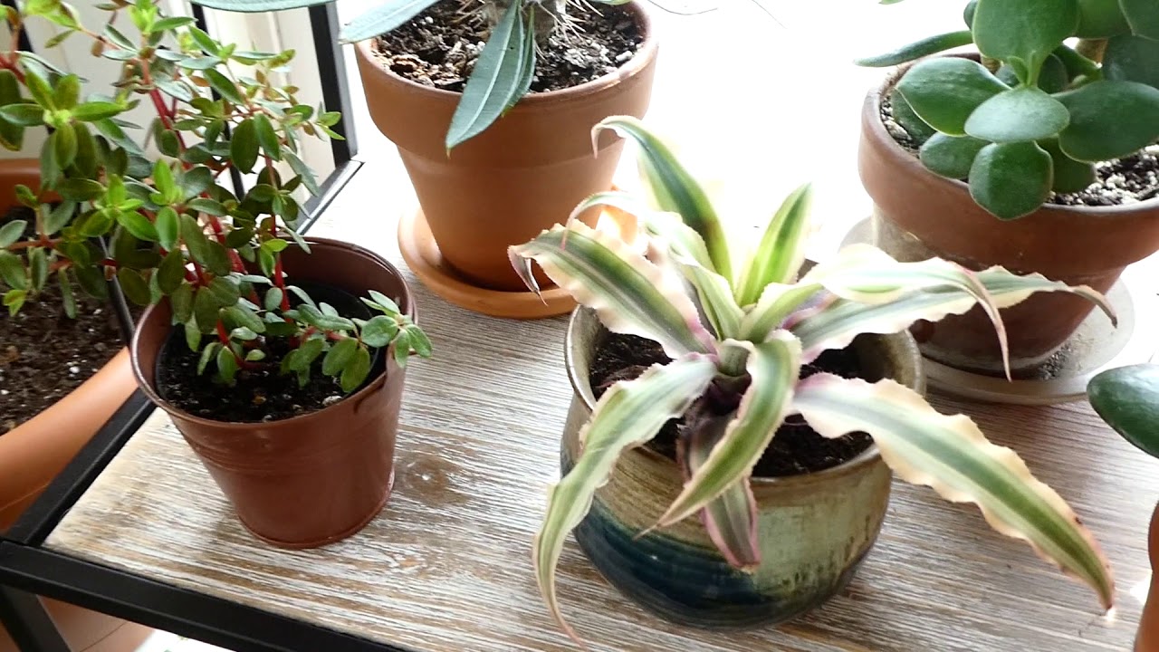 HOUSEPLANT TOUR: Bedroom - April 2019