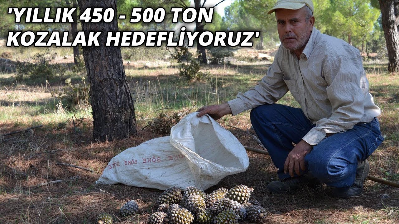 Çam fıstığı kozalağı, ailelerin geçim kaynağı oldu... 'Yıllık 450 - 500 ton kozalak hedefliyoruz'