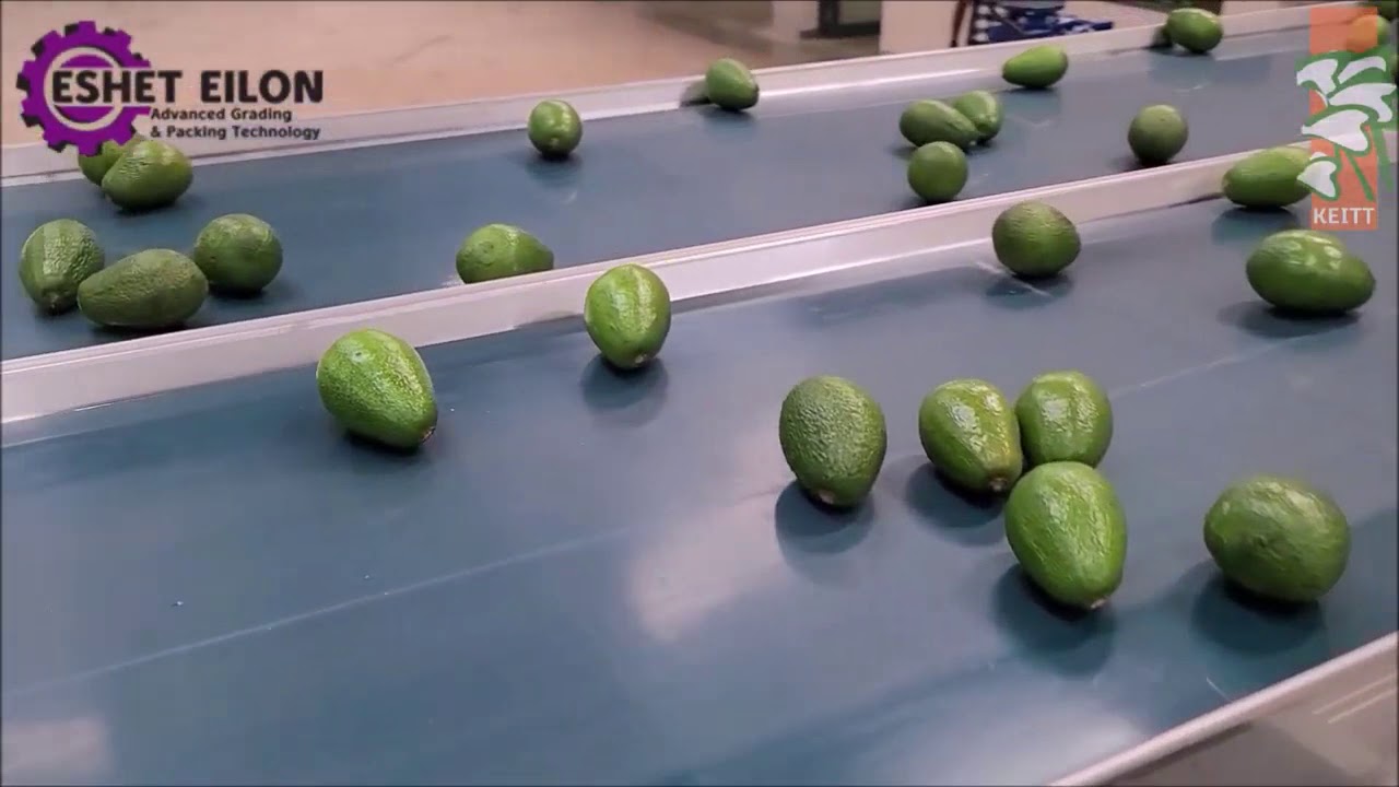 ESHET EILON - Avocado sorting and packing equipment