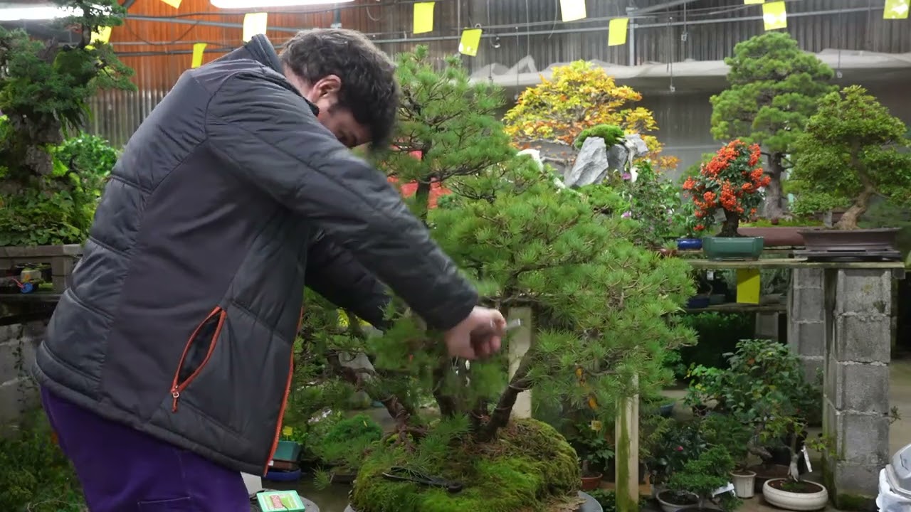 Nasu goyo KABUDACHI