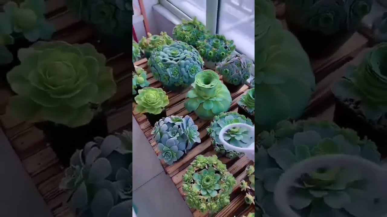 Veja essa lindas suculentas  ,   bem diferentes