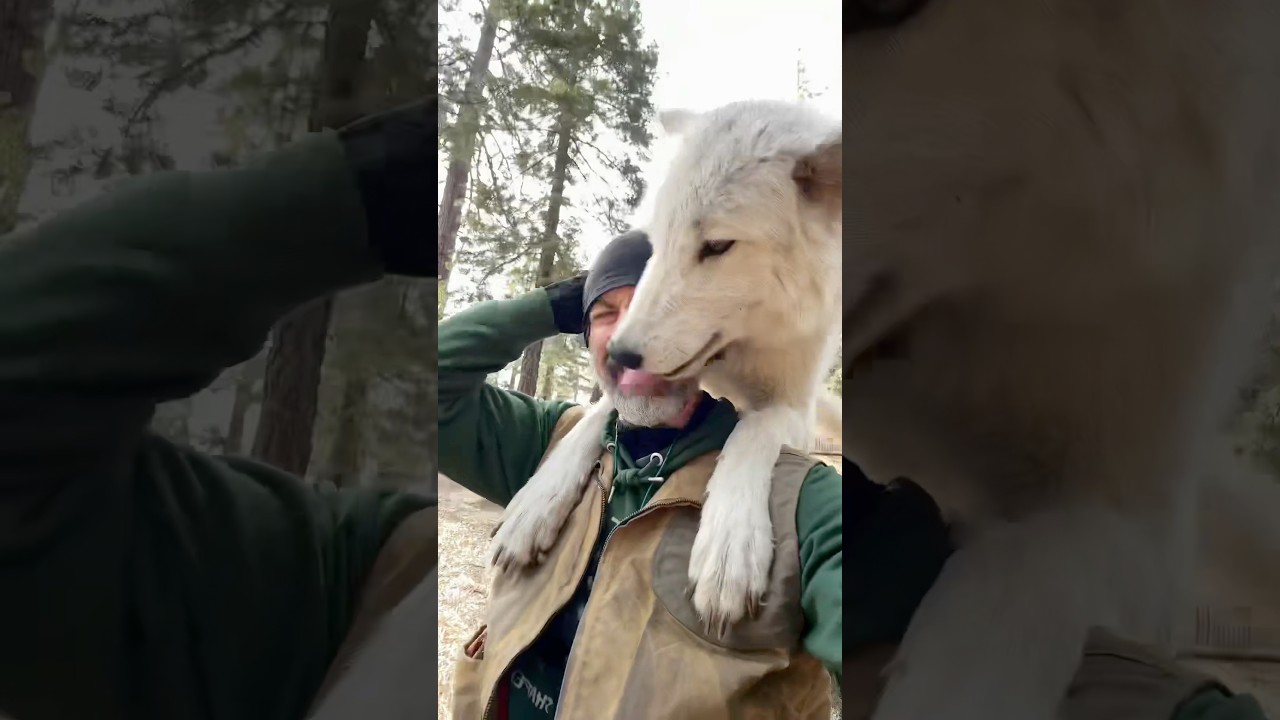 Wolf Love is a Little Intense!