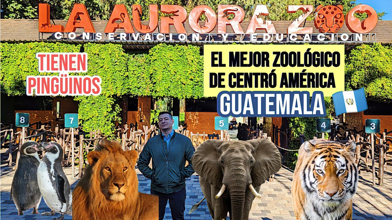 Recorrido COMPLETO ZOO LA AURORA, el MEJOR de CENTRO AMÉRICA, GUATEMALA 🇬🇹🐯🦁🐊🐢🐧
