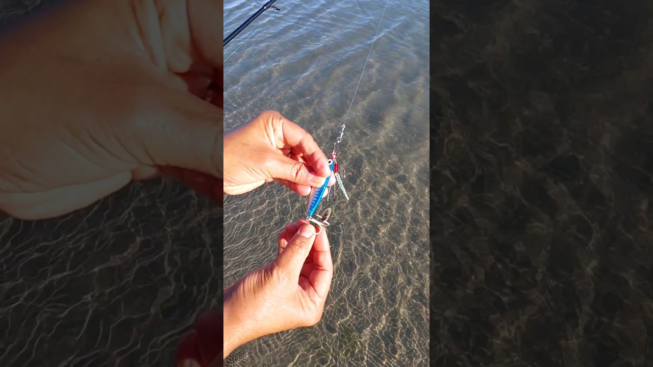 Sorry fishy