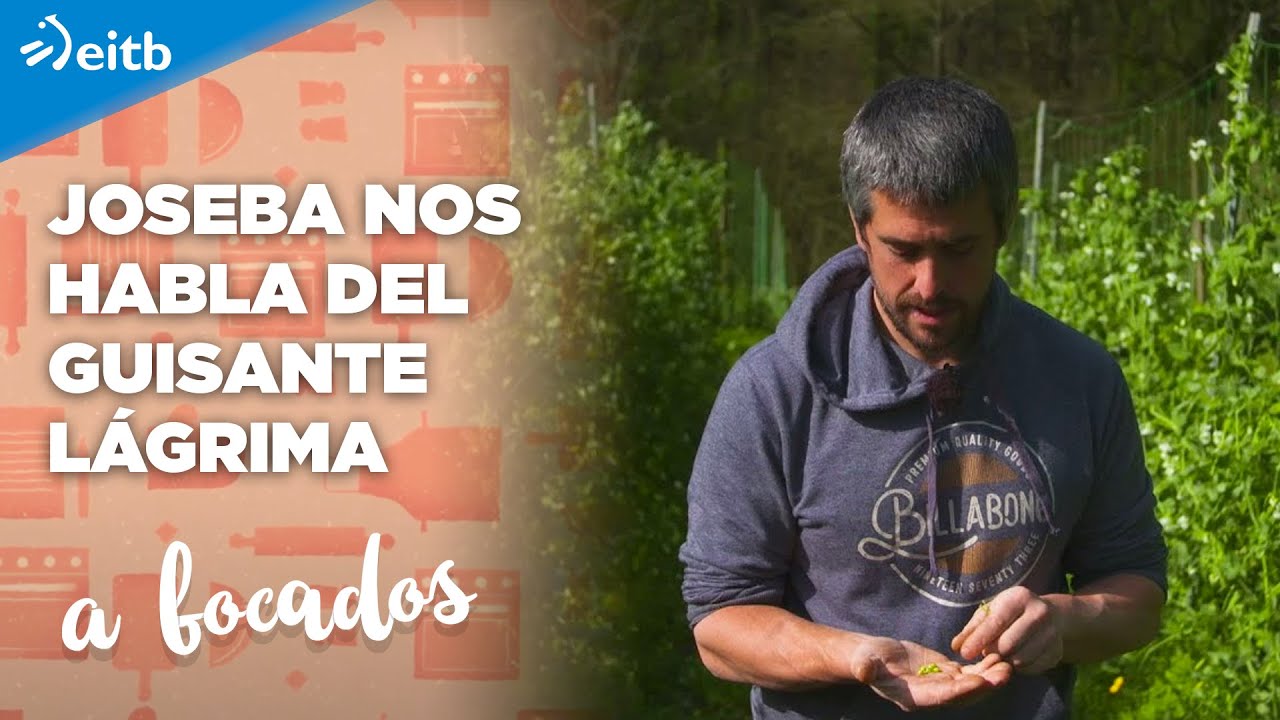 Joseba Bilbao nos habla del guisante lágrima en el caserío Etxauri de Zeanuri