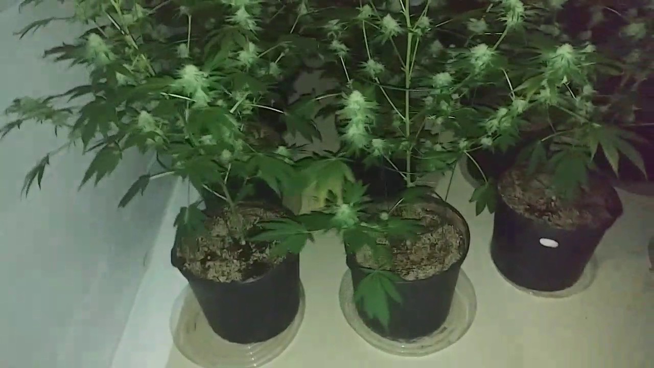 4 weeks flowering using Remo Nutrients(the good the bad and the ugly)