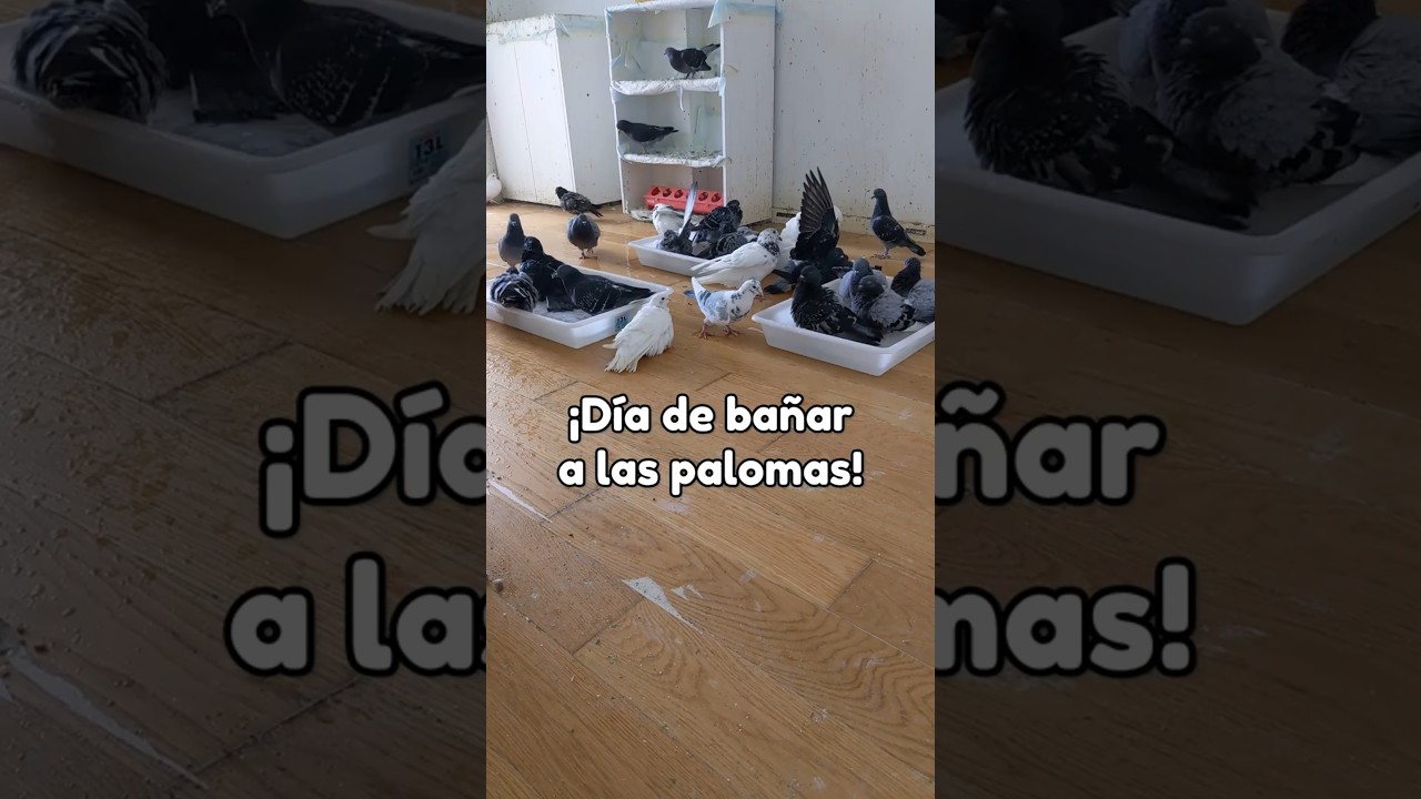 D&iacute;a de ba&ntilde;ar a las palomas #paloma #rescatedeanimales