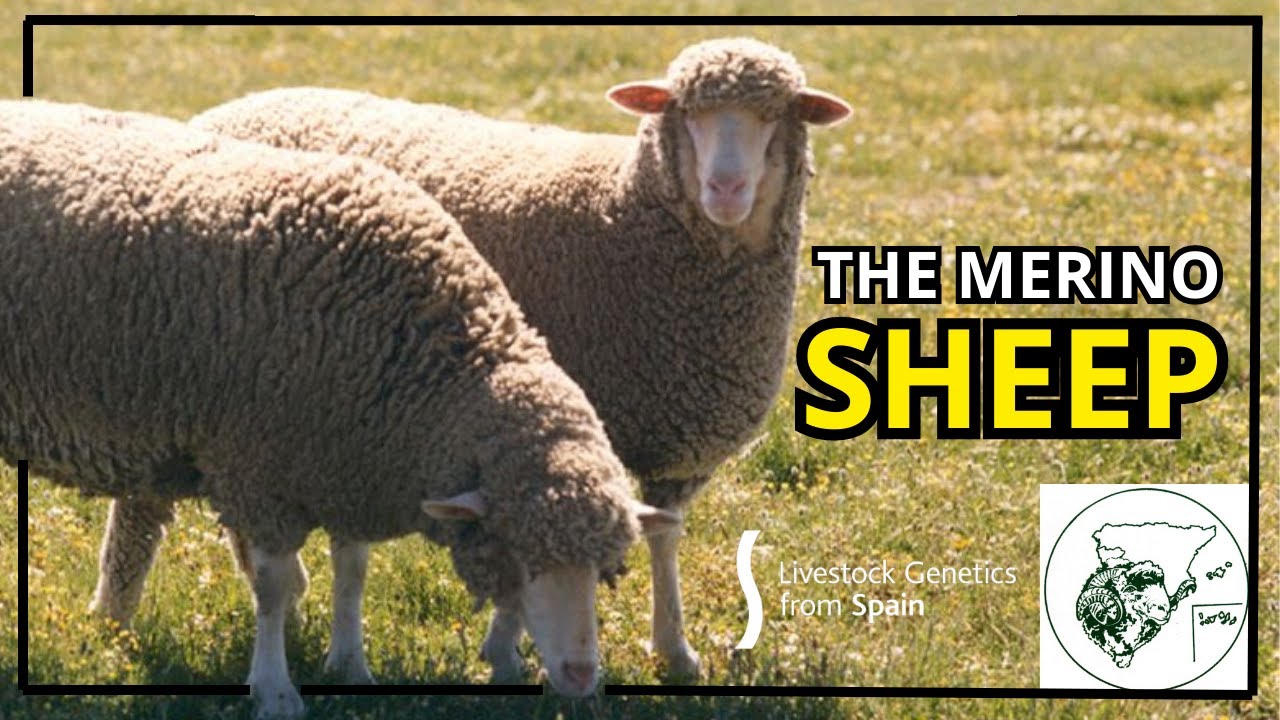 The Merino Sheep - Livestock Genetics From Spain
