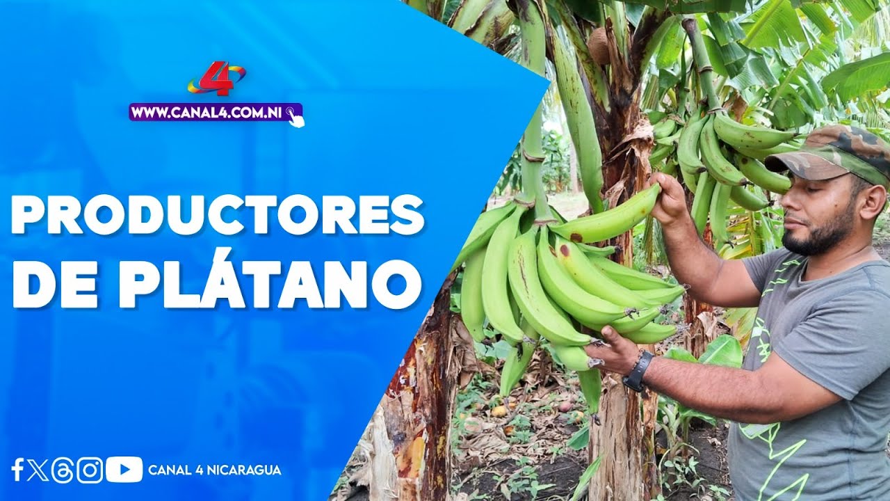 Productores de plátano en Nicaragua adoptan nuevas tecnologías para mejorar la calidad