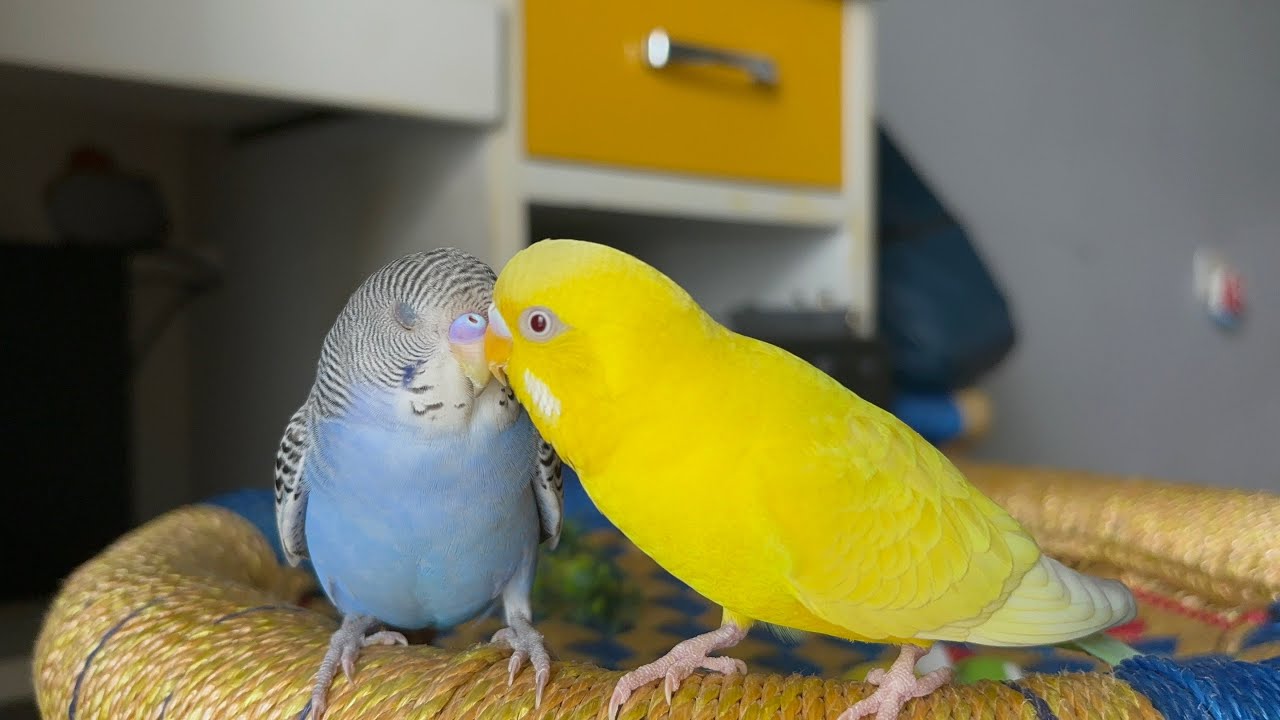 Must watch budgies video 💯 || Your parakeets would love watching it 