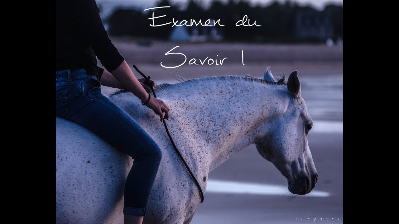 Examen du Savoir 1 d'équitation éthologique
