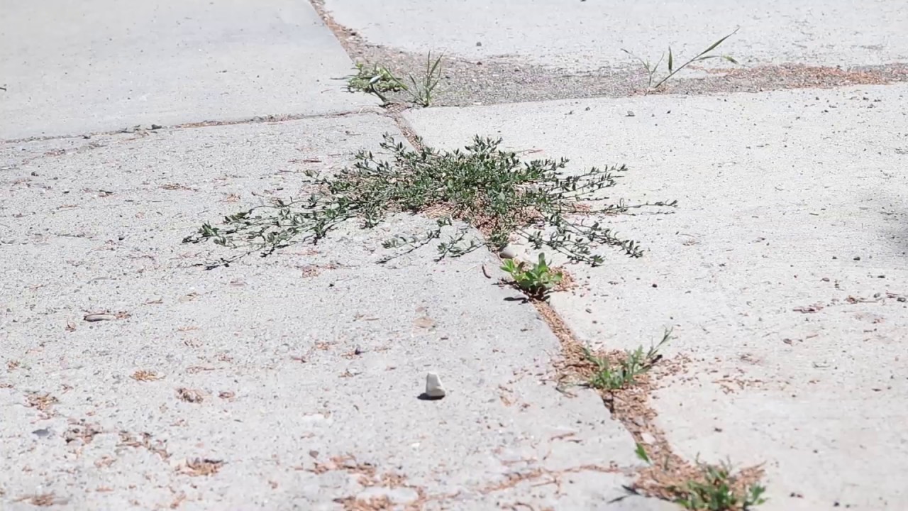 PROSTRATE KNOTWEED (Polygonum aviculare)