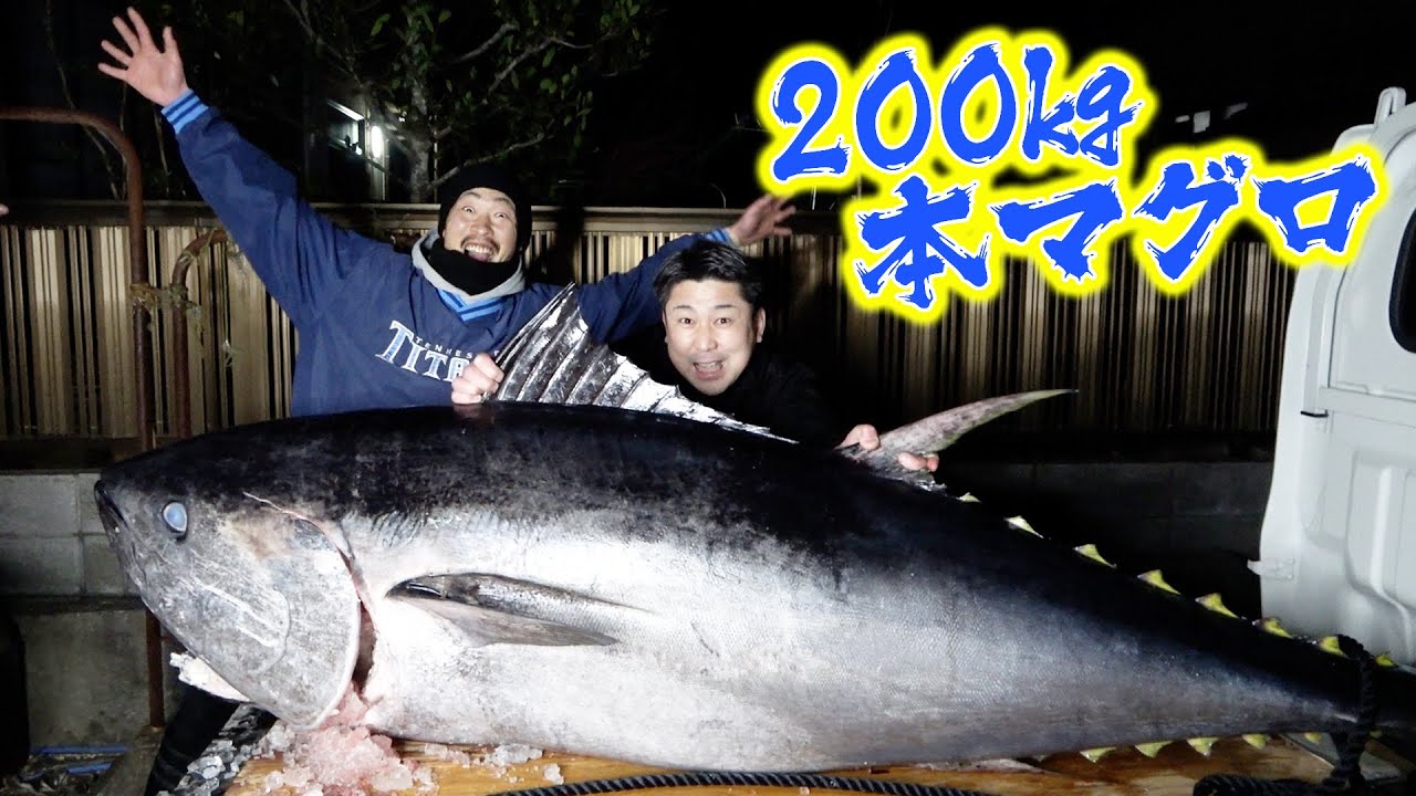【超巨大】マグロさばいて海鮮丼！漢たちの死闘を最後までご覧ください！