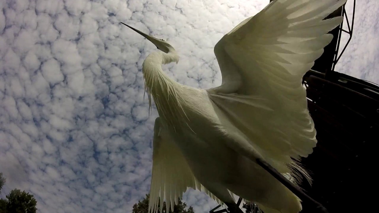 Kisk&oacute;csag hal&aacute;szik r&ouml;pt&eacute;ben - slo mo