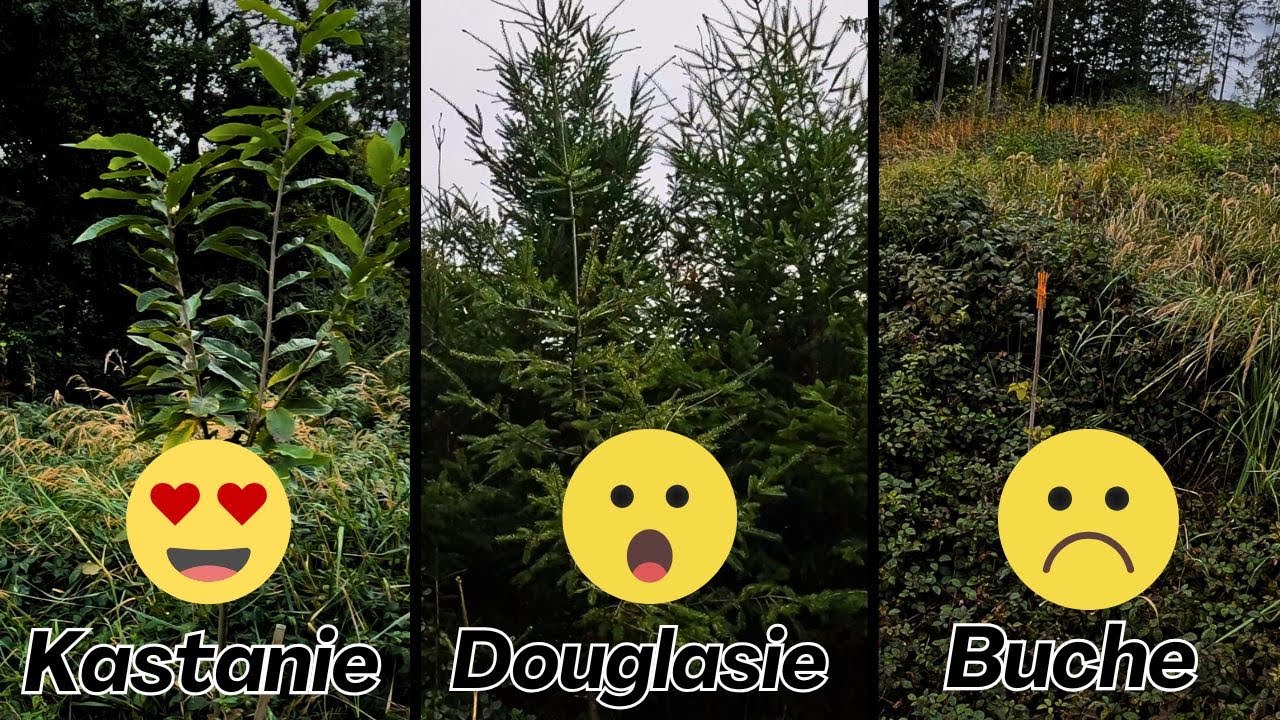 Waldbegehung - Baumarten der Zukunft Eiche Douglasie Buche Lärche Kastanie Vlog#41