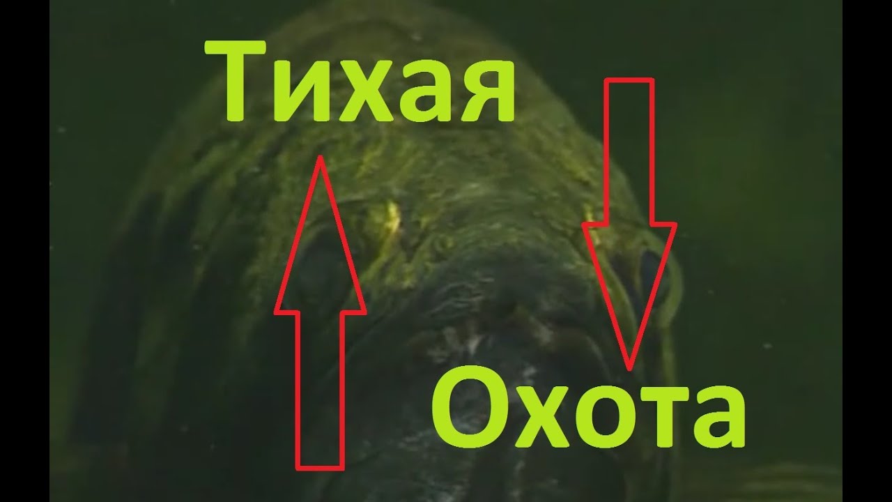 Диалоги о рыбалке- 7 -  Тихая охота