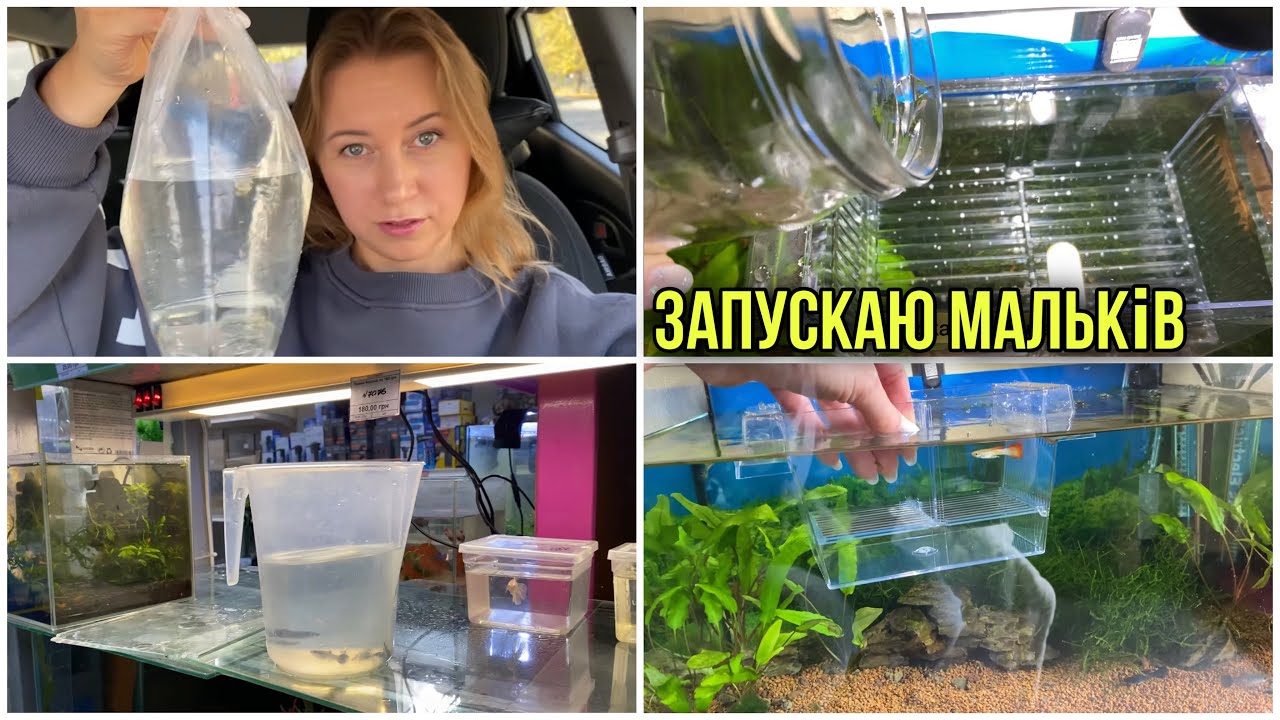 Роддом для рибки Народились мальки гупі! Покупки в зоомагазині
