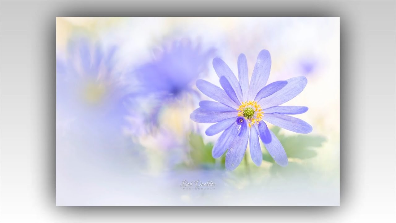Les fleurs de Bob Daalder [Flowers, Fine Art Photography]
