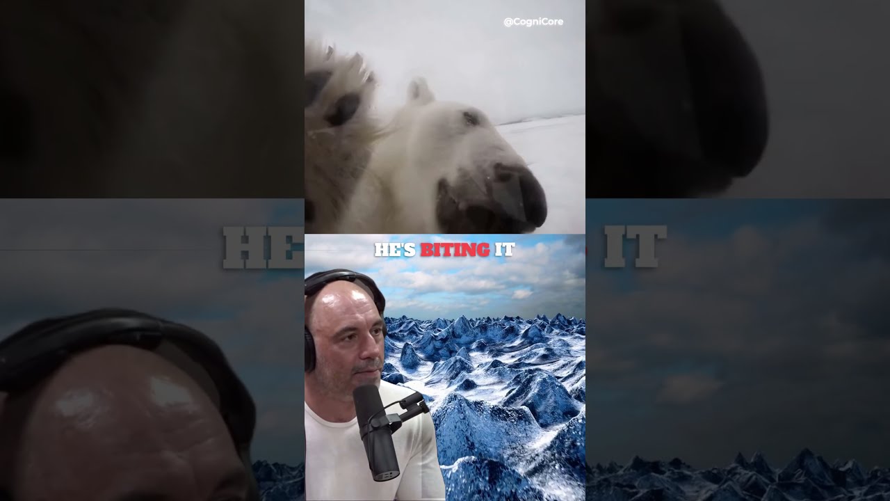Polar bear tries to break in the glass cage and eat and camera man..(@joerogan) #shorts