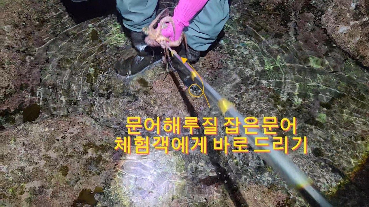 보이시나요. 문어가 ...