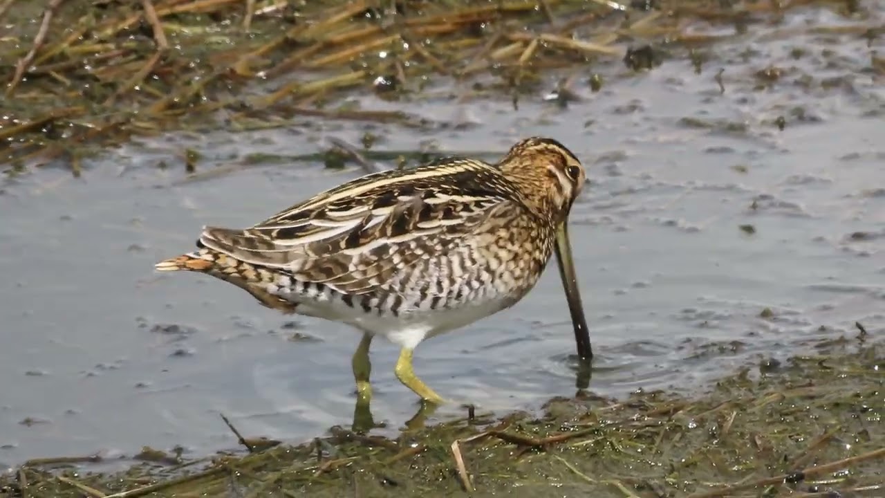 Common Snipe  חרטומית ביצות