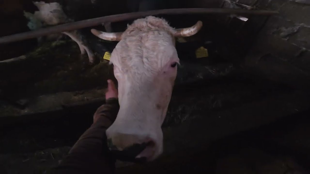 İNEK AHIRI TERKETTİ (KÖY VLOG) “A Hard Day on the Farm”
