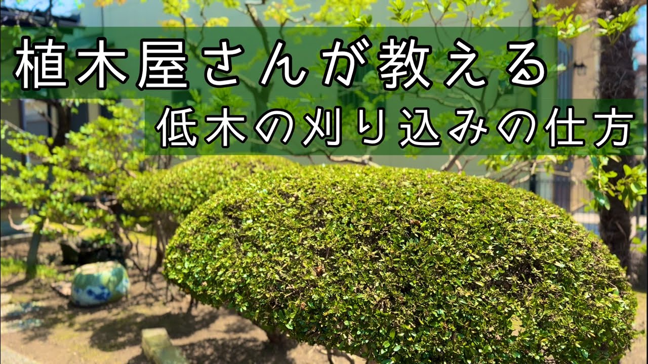【植木屋が教える】低木の刈り込みの仕方