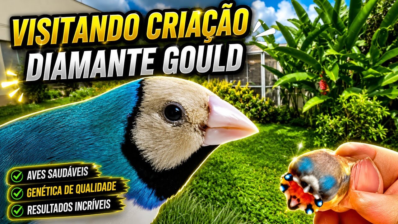 Visitando CRIAÇÃO de DIAMANTE-DE-GOULD