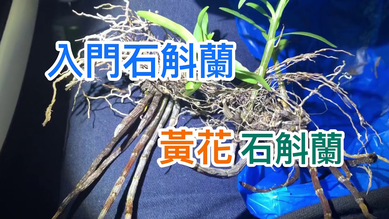 平地入門的蘭花 要給朋友的黃花石斛蘭（高芽長的喔）